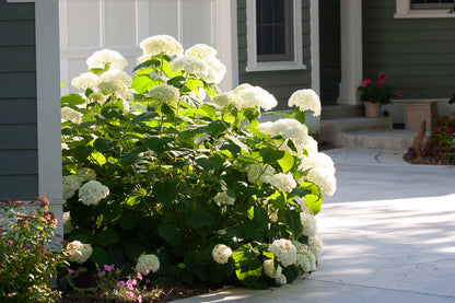Incrediball White Hydrangea