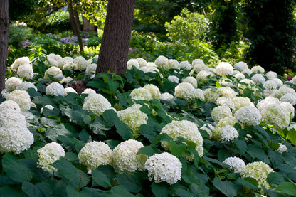 Incrediball White Hydrangea