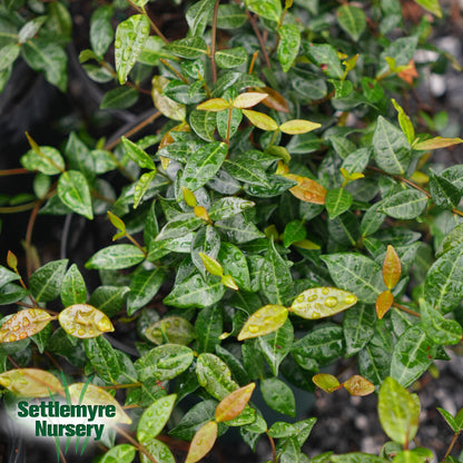 Jasmine Asiatic Minima 1G