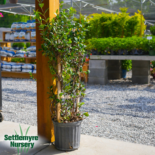 Jasmine Asiatic Trellis 3G