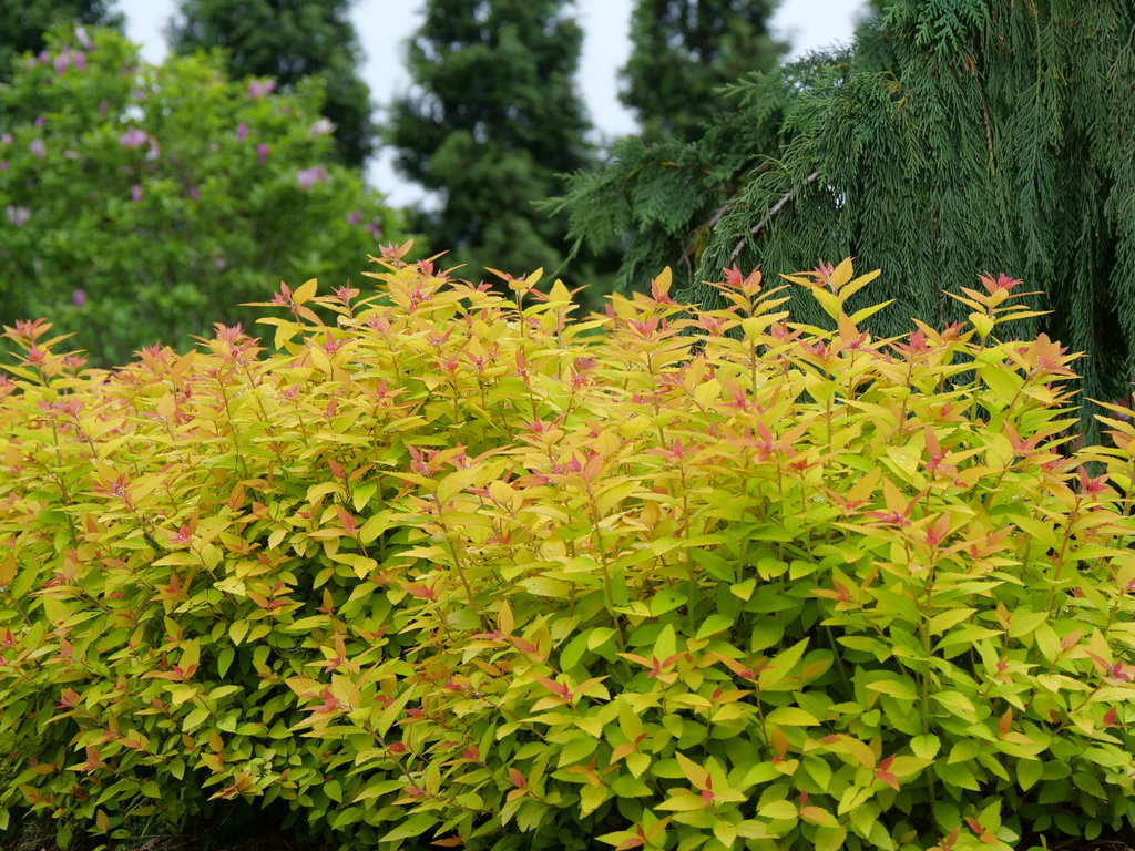 Spiraea Double Play Candy Corn