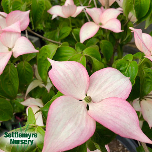 B&B Dogwood Rosy Teacup Kousa