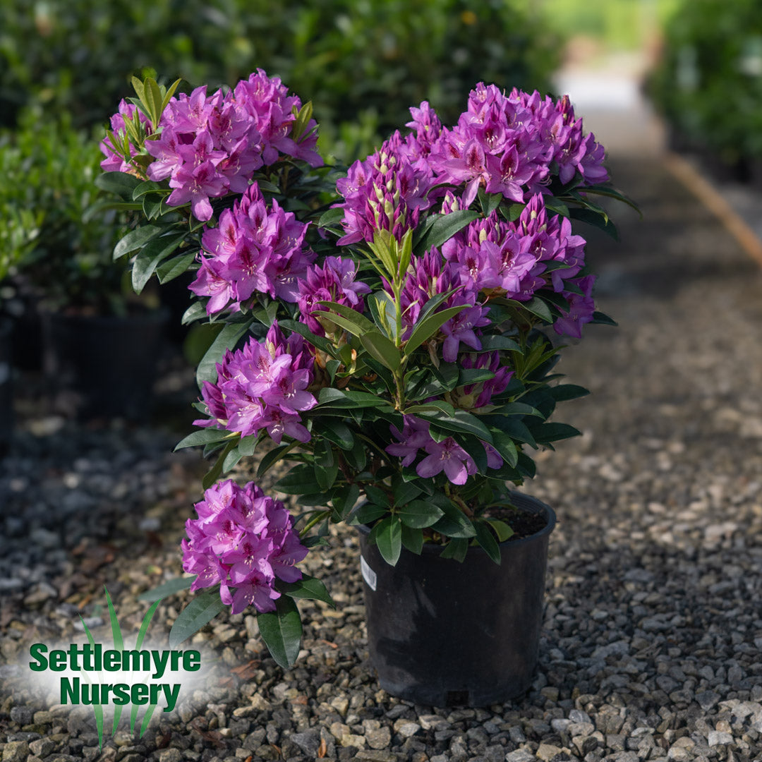 Rhododendron Anah Kruschke Purple 3 Gallon