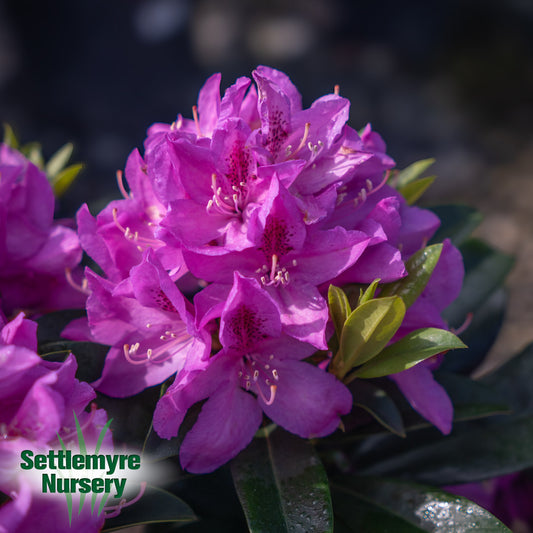 Rhododendron Anah Kruschke Purple 3 Gallon