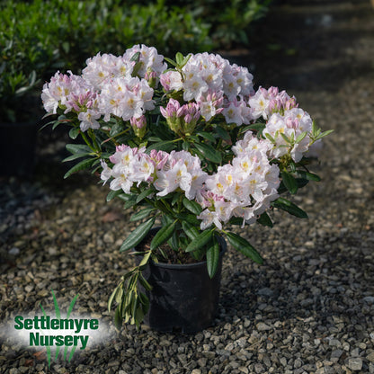 Rhododendron Catawbienese Album White 3 Gallon