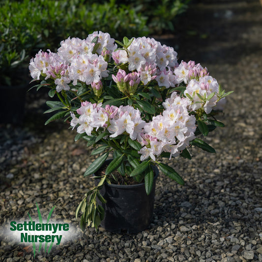 Rhododendron Catawbienese Album White 3 Gallon