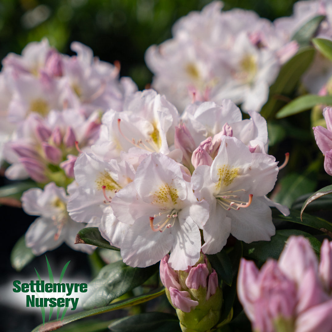 Rhododendron Catawbienese Album White 3 Gallon