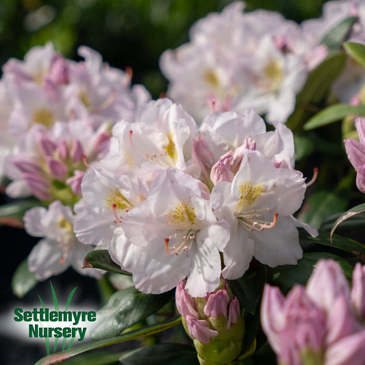 Rhododendron Catawbienese Album White 3 Gallon