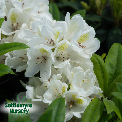 Rhododendron Chionoides White 6G