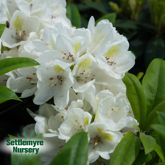 Rhododendron Chionoides White 6G