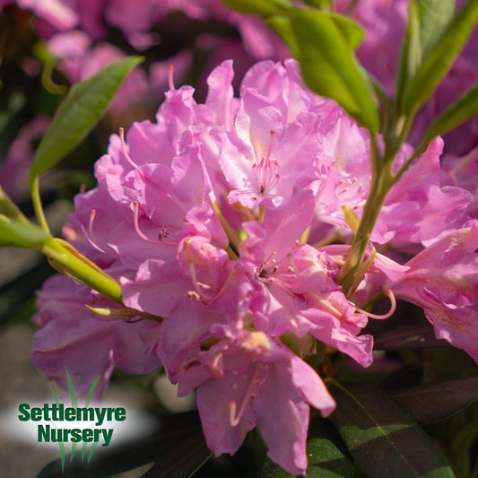 Rhododendron English Roseum PINK 6G