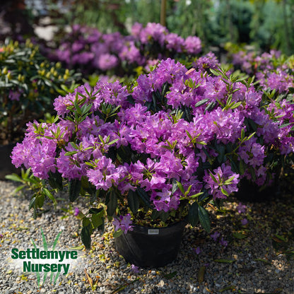 Rhododendron Lees Dark Purple 10G
