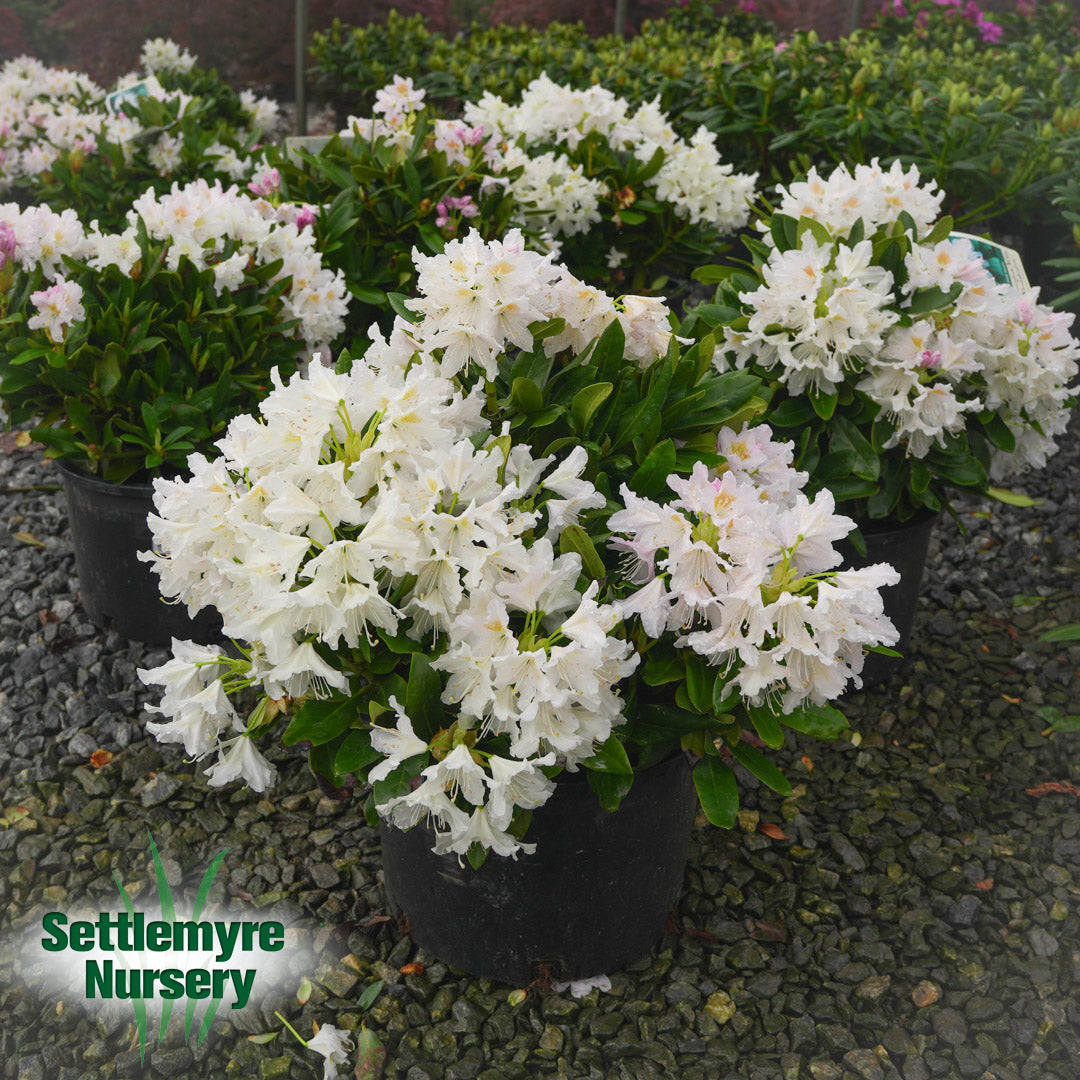Rhododendron Cunninghams White 6G