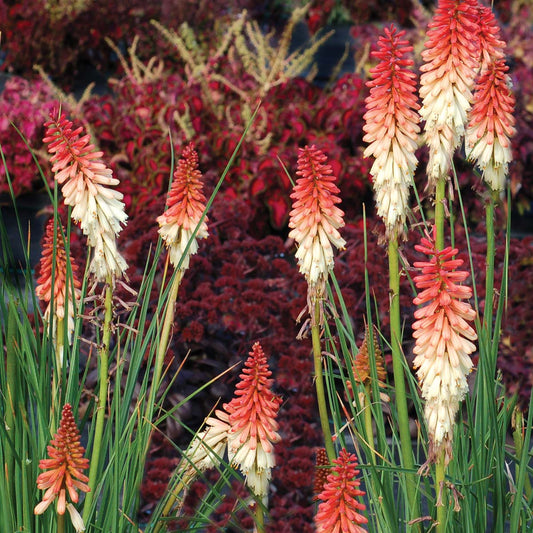 Perennial Red Hot Poker 1 Gallon