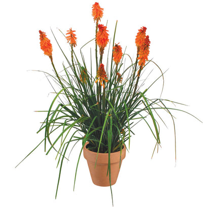 Perennial Red Hot Poker 1 Gallon