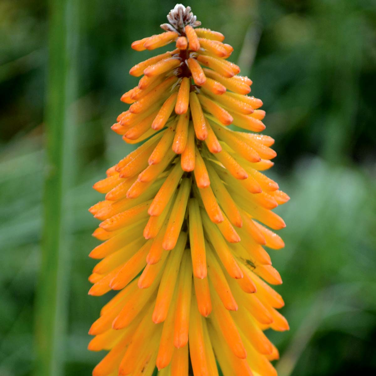 Perennial Red Hot Poker 1 Gallon