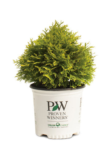 Bowling Ball Arborvitae in pot at Settlemyre Nursery