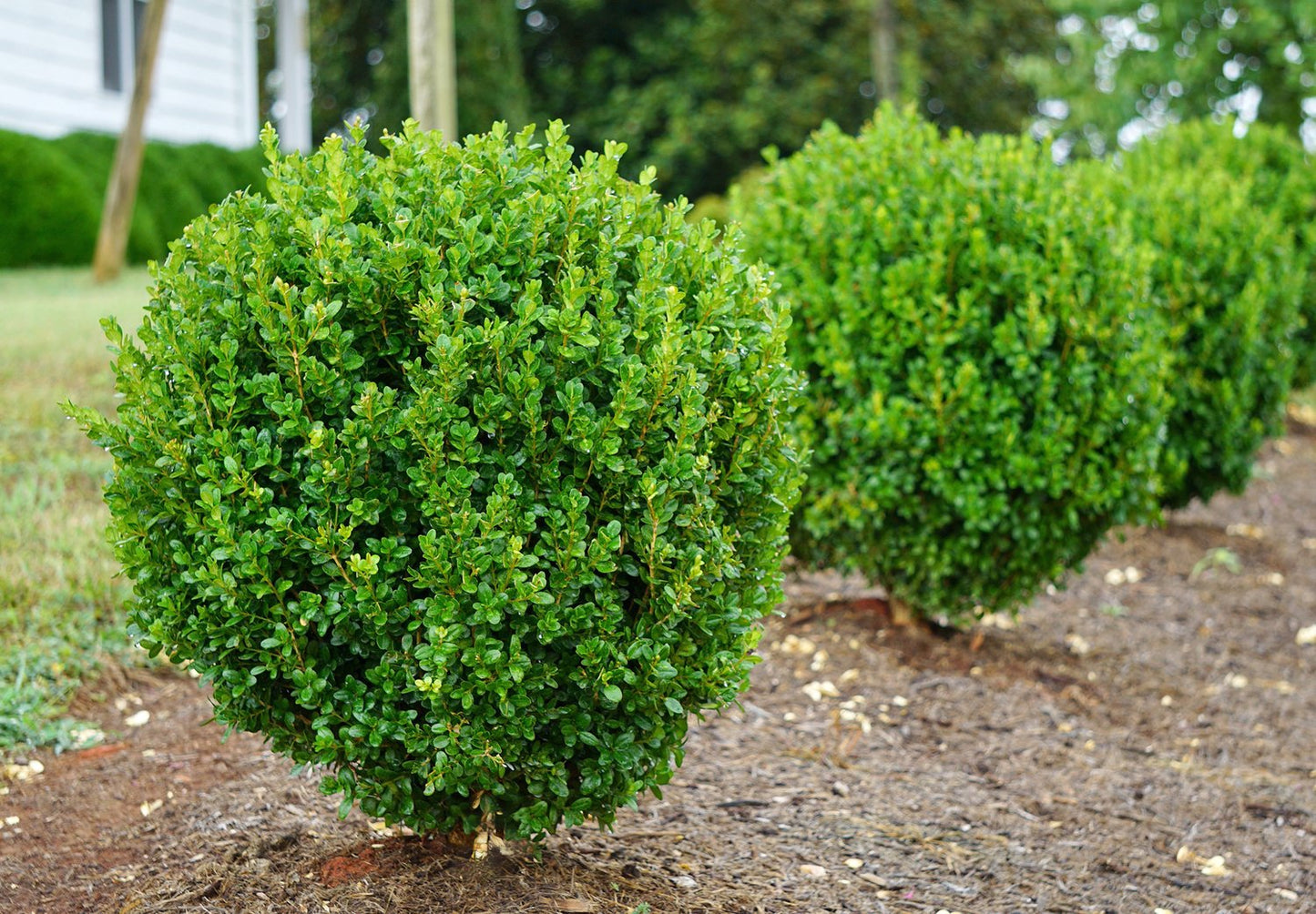 Boxwood Freedom