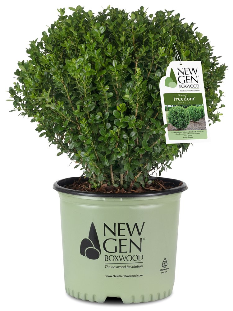 Boxwood Freedom