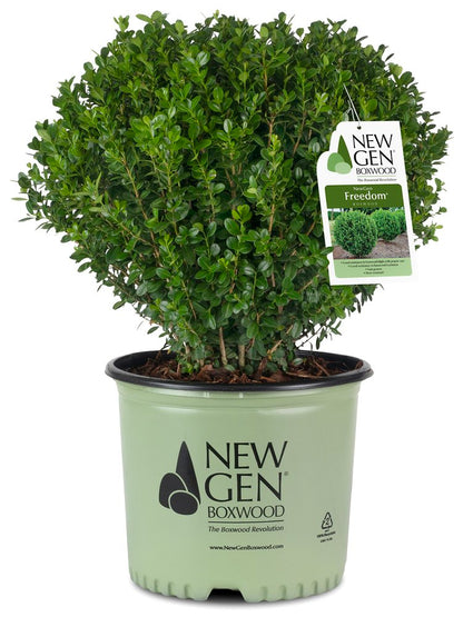 Boxwood Freedom