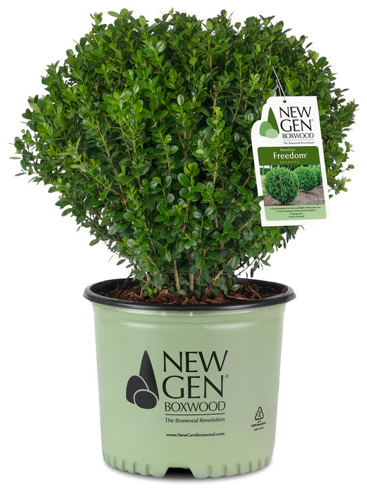 Boxwood Freedom