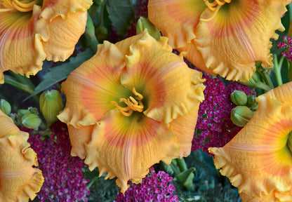 Daylily Orange Smoothie 1g