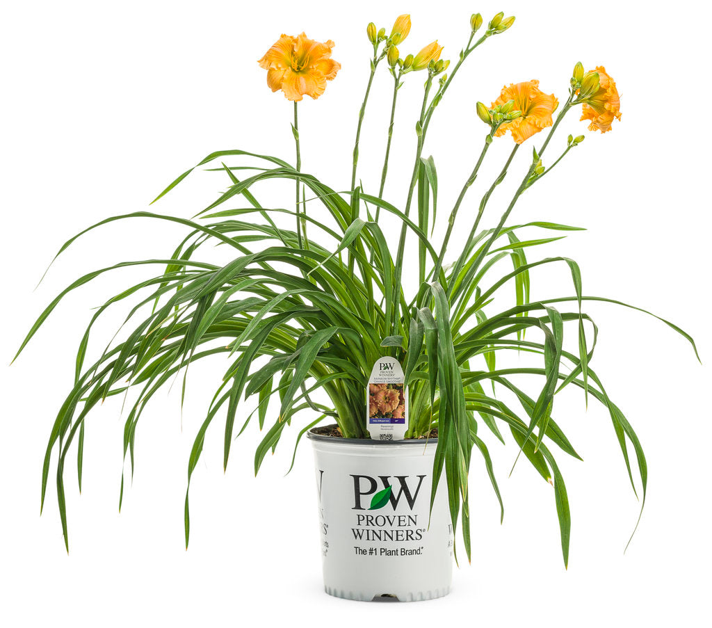 Daylily Orange Smoothie 1g