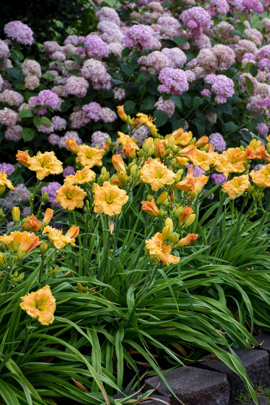 Daylily Orange Smoothie 1g