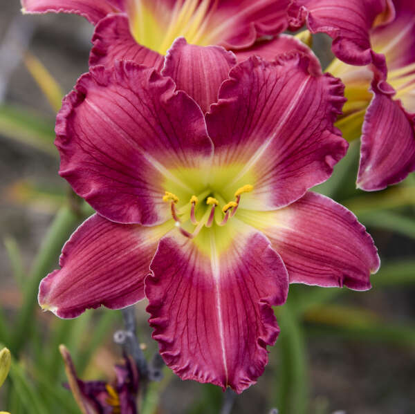 Daylily Romantic Returns 1G