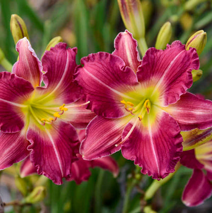 Daylily Romantic Returns 1G