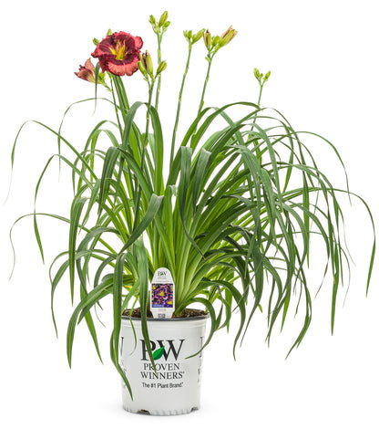 Daylily Storm Shelter 1g