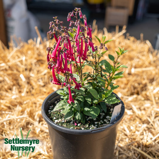 Cape Fuchsia 1 Gallon