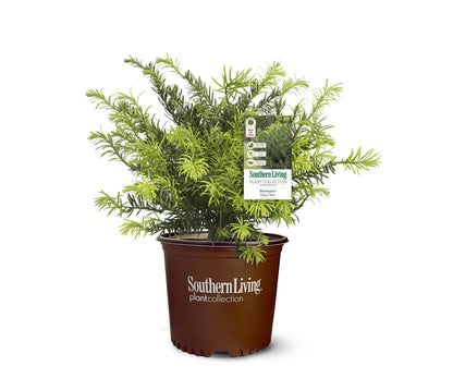 Cephalotaxus Yewtopia Yew 3G