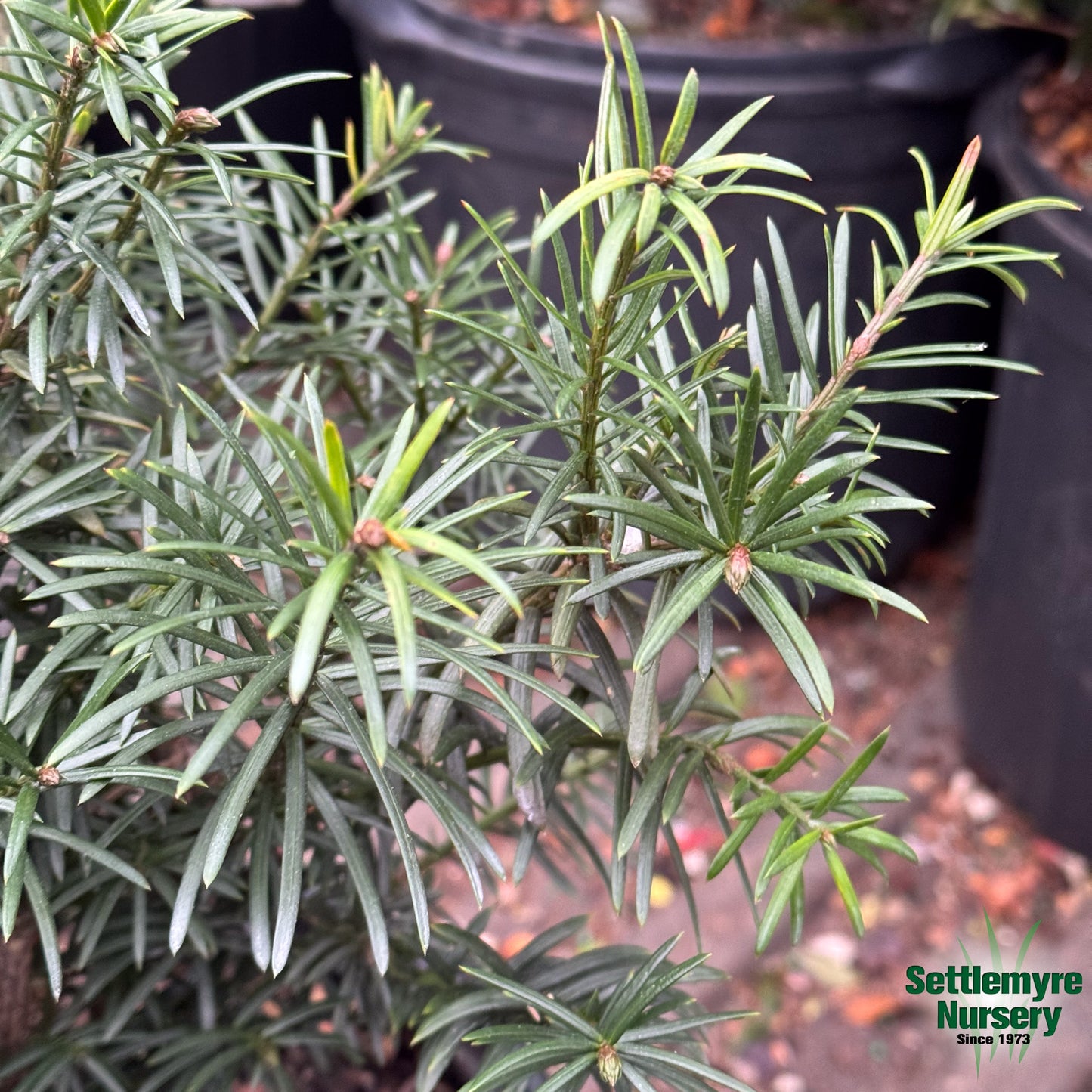 Cephalotaxus Yewtopia Yew 3G