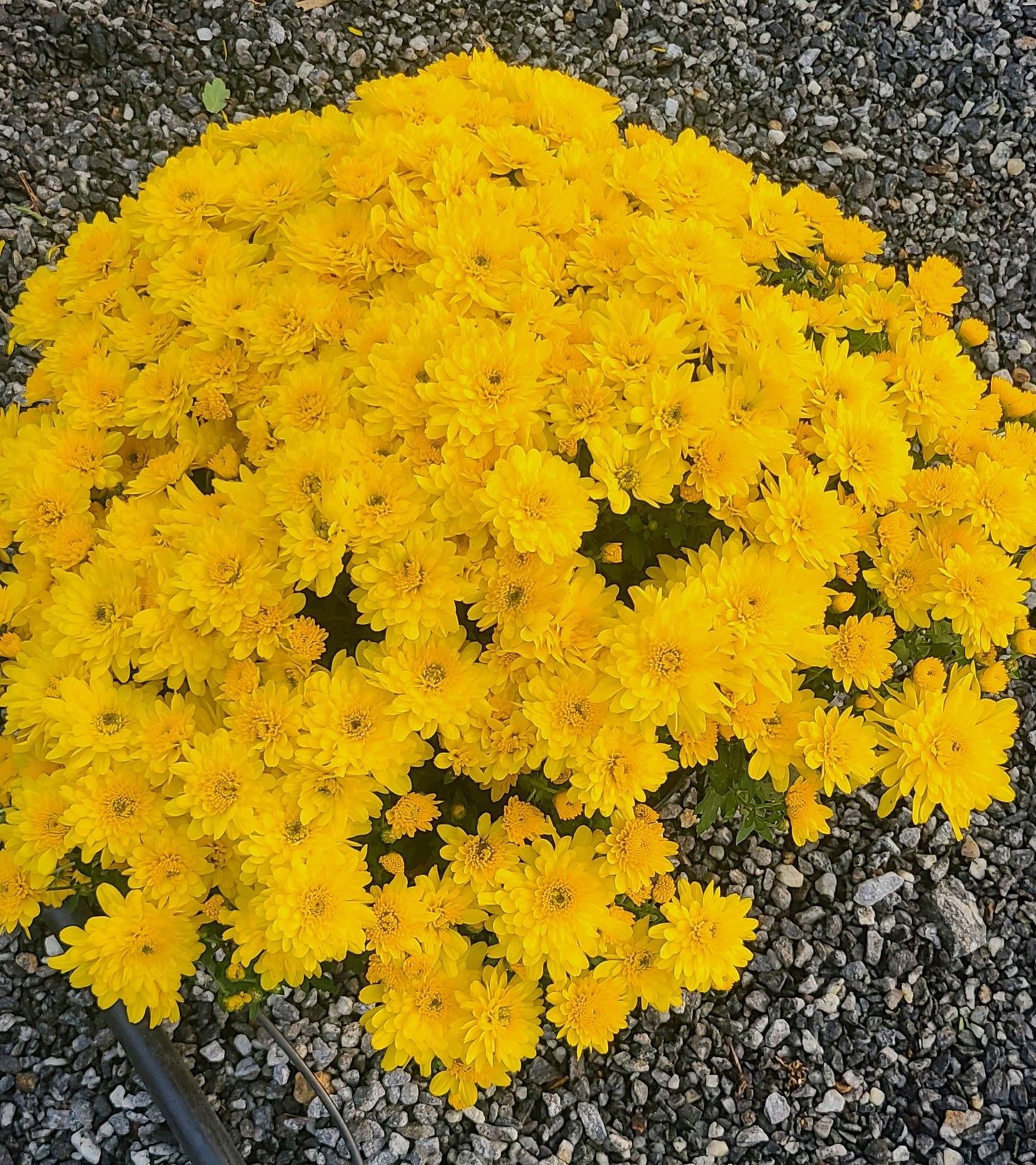 Mum Yellow 8 inch