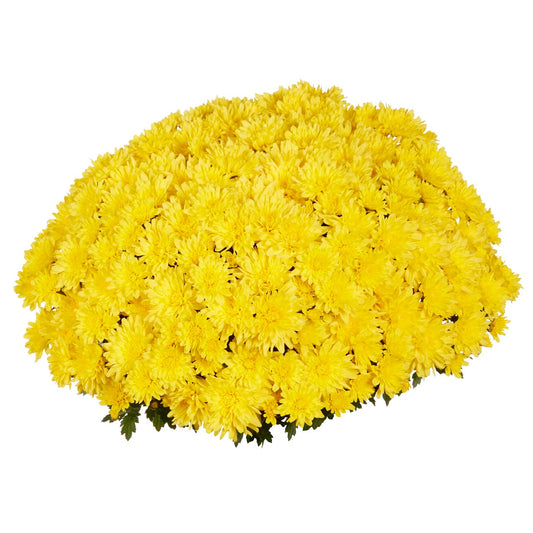 Mum Yellow 8 inch