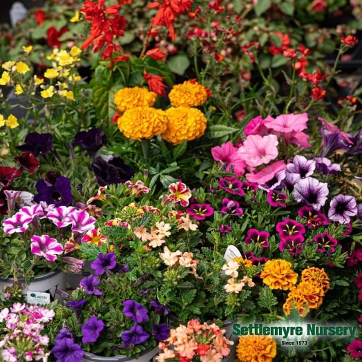 Annual Assorted Quart