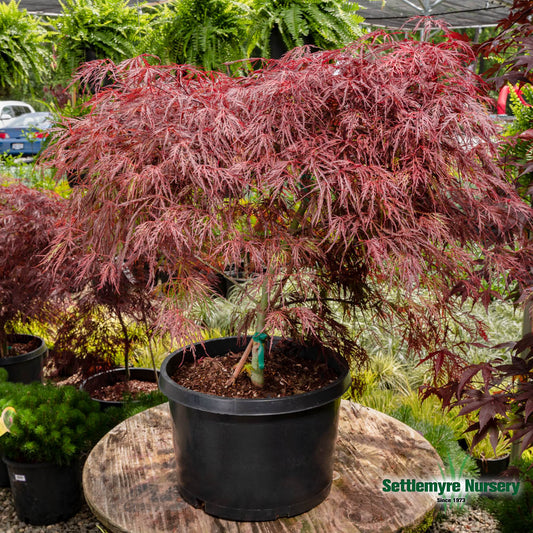 Crimson Queen Japanese Maple
