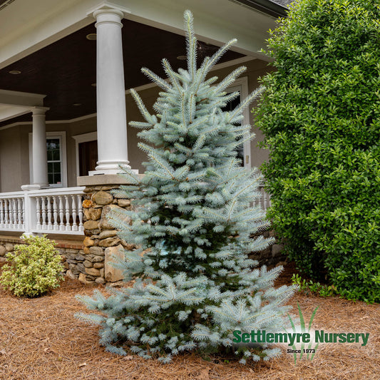 Fat Albert Blue Spruce
