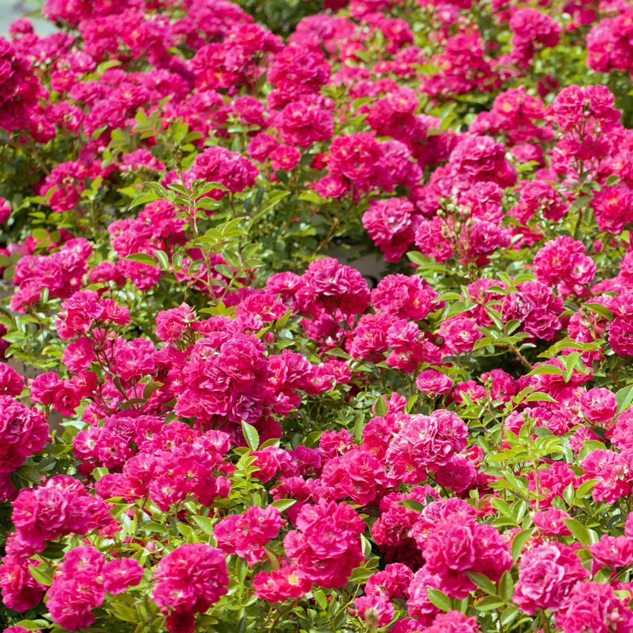 Easy Peasy Rose