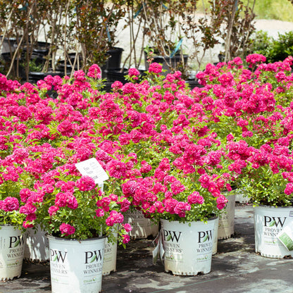Easy Peasy Rose