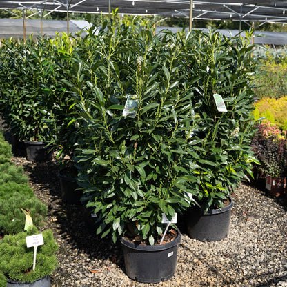 Schipkaensis 'Schip' Laurel