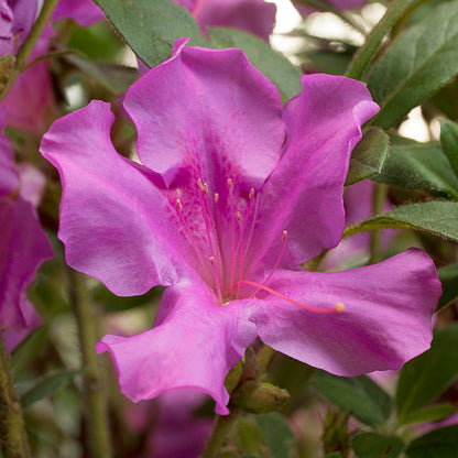 Azalea Encore Autumn Royalty