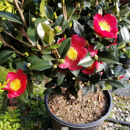 Camellia Yuletide Red