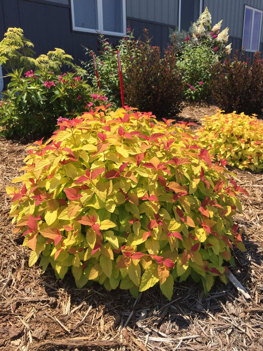 Spiraea Double Play Candy Corn