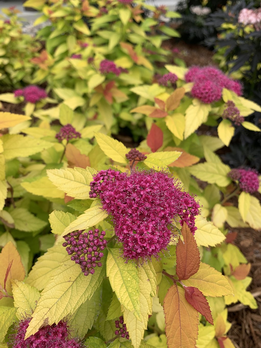 Spiraea Double Play Candy Corn