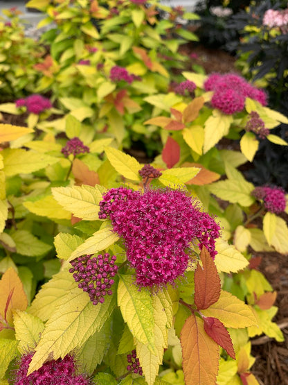 Spiraea Double Play Candy Corn