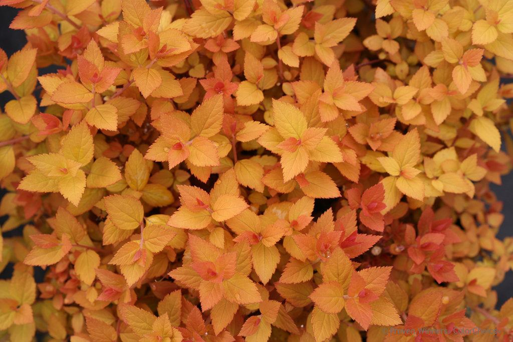 Spiraea Double Play Candy Corn