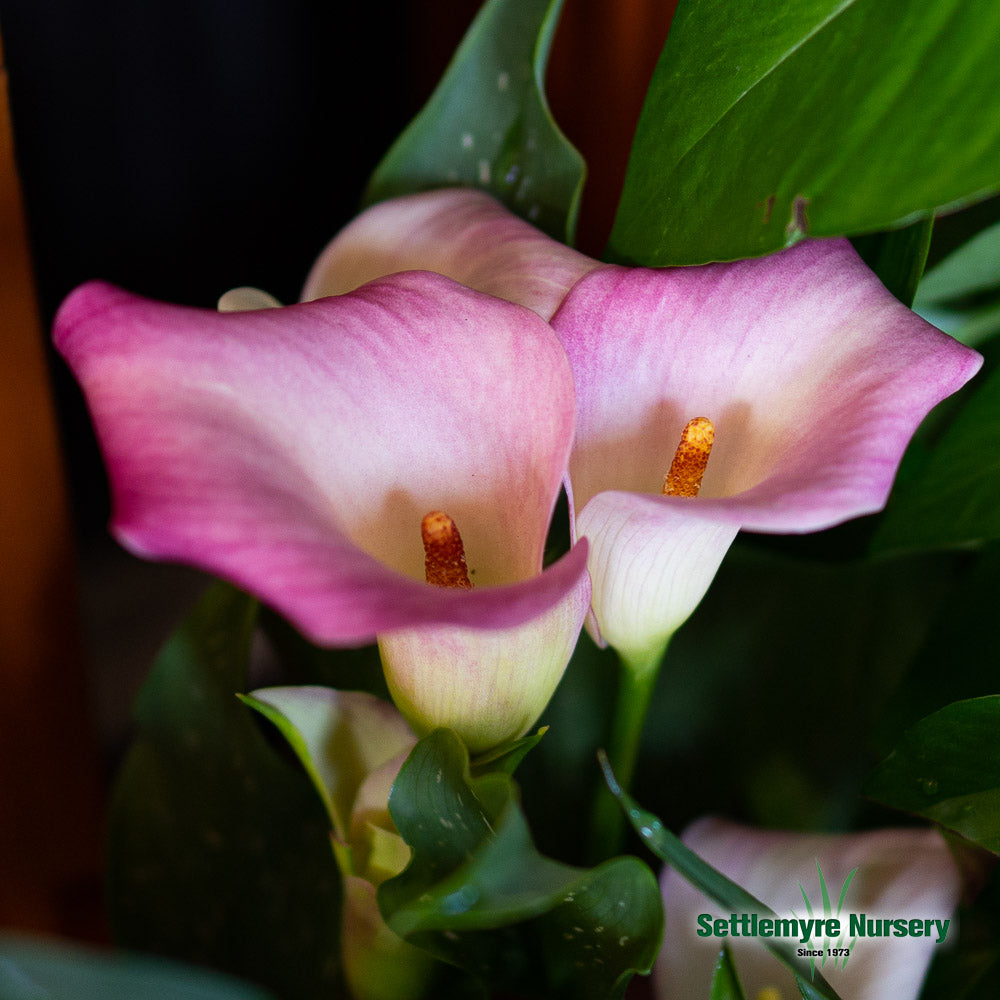 Calla Lily 6 Assorted Colors