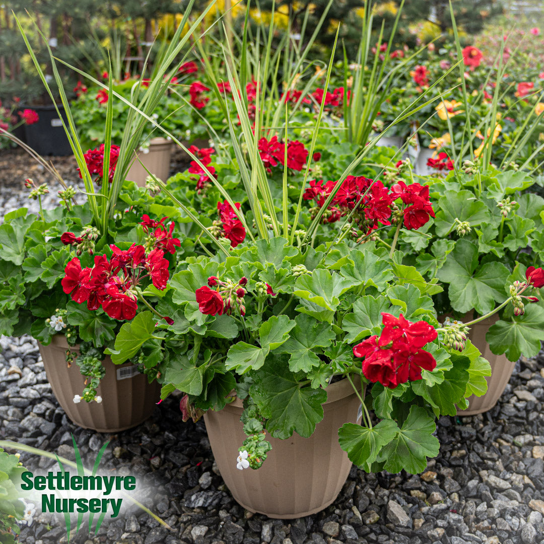 Annual Decorative Pots